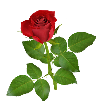 Rosa vermelha